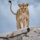 2025년 올해의 야생동물 사진작가 – 지금까지 최고의 사진들 이미지