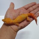 인터렙타일 이미지