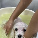 뭉구르밍 이미지