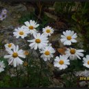 어느가을 오후 이미지