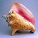 카리브 제도 바하마의 콩크(Conch) 조개 진주(Pearl) 이미지