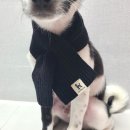 개와당신 이미지