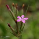 플라워&홈가드닝 이미지