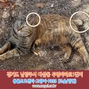 고양이를찾습니다,코숏,암컷,경기도 남양주시 다산동 부영아파트1단지 안에서 실종! 이미지