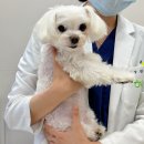 헤이든동물병원 | 강아지 건강검진 비용 시기 주기 개포동 동물병원 엑스레이 후기