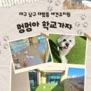 멍멍아학교가자 (대명점) | 대구애견유치원 믿고 맡기는 현충로역 멍멍아학교가자