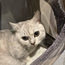 스무살의꿈 동물병원 | 우리동네 동물병원 스무살의꿈 이렇게 좋은 병원도 있구나