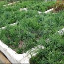 에메랄드그린 이미지