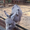 인천대공원(어린이동물원) 이미지