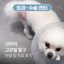 관골 | [외과·수술센터]강아지 고관절 탈구 수술 및 치료후기