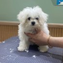 카멜리몽 이미지