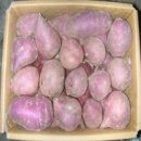곤조 이미지