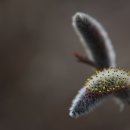 강아지천국 이미지