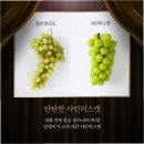샤인글로리