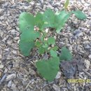 남지초등학교 티스토리