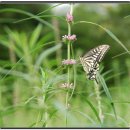 낭띠전원카페 이미지