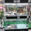 이쁘개 건강하개 | 용인 '이쁘개 건강하개'에서 강아지 분양!