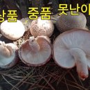 하늘표고버섯