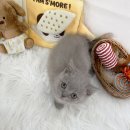 내 품안의 반려견(강서점) | 믿고 보는 방화동애견샵 내품안의반려견