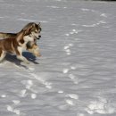 제이 애견 호텔 이미지