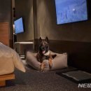 펫 유토피아 이미지