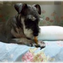 호동이농장 이미지