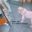 프롬펫 이미지