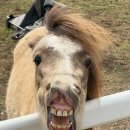 길갈농장 이미지