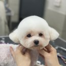 애견탑 이미지