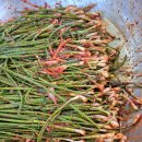 💕실파김치1키로700+얼갈이시원한물김치1키로400 이미지