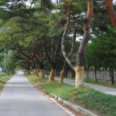 가로수길 이미지