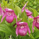 복주머니 이미지