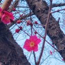 남평문씨본리세거지 주차장 안 | 2025 대구 매화 명소 남평문씨본리세거지 주차장 정보