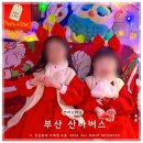 115 | 부산 크리스마스 산타버스 115-1번 운행정보 탑승후기