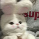 펜트온 이미지