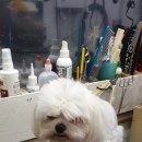 낼름&애견샵 이미지