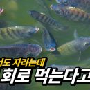 예전 이미지