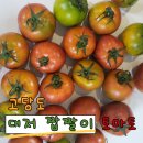 고당도 대저 짭짤이 토마토 정품 인증 받은 신선한 식감의 토마토