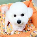 별빛 애견호텔 이미지