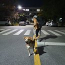 다다모모 이미지