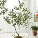 올리브나무 이미지