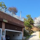 태백 솥뚜껑 물닭갈비 | 양평 힐링채 솥뚜껑 물닭갈비 맛집 'MBN 알토란 방영'예정