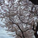 유채네일 | 노란 봄이 거기 있었다 | 삼척 맹방유채꽃축제 후기