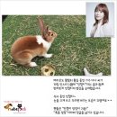 다나펫 이미지