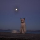 낭만고양이 - 화성시 동탄반송길 13 | 낭만고양이