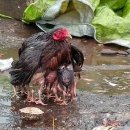 (주)삼아 이미지