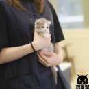 캣통령 잠실점 이미지