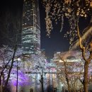 롯데화성세탁 | 석촌호수 벚꽃 야경 후기｜롯데타워와 함께한 서울 봄 명소