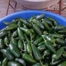 할라피뇨고추 참깨 이미지