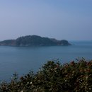 까멜리아 이미지